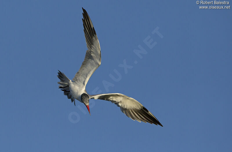 Caspian Tern