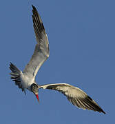 Caspian Tern