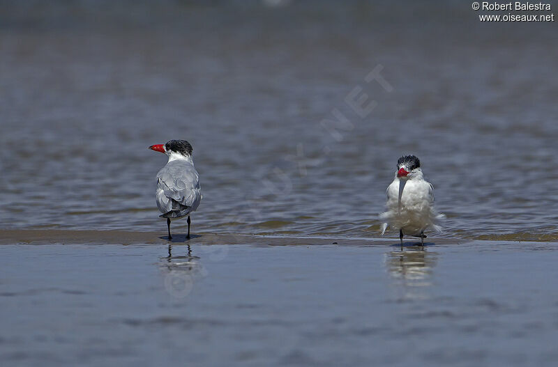 Caspian Tern