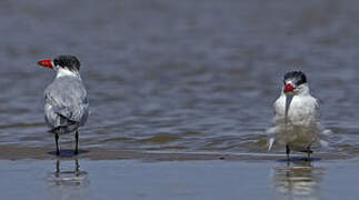 Caspian Tern