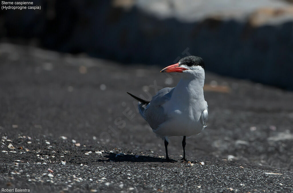 Caspian Tern