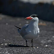 Caspian Tern