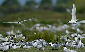 Sandwich Tern