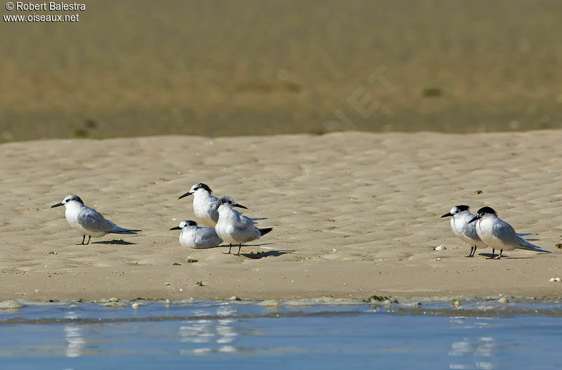 Sandwich Tern