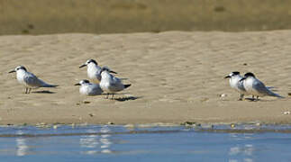 Sandwich Tern