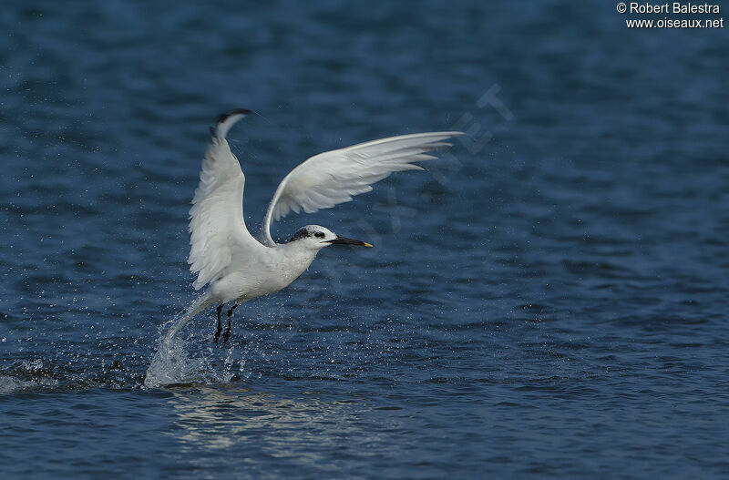 Sandwich Tern