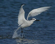 Sandwich Tern