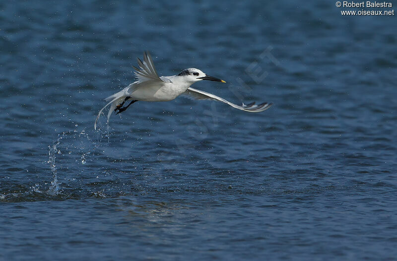 Sandwich Tern