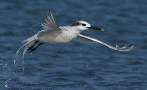 Sandwich Tern