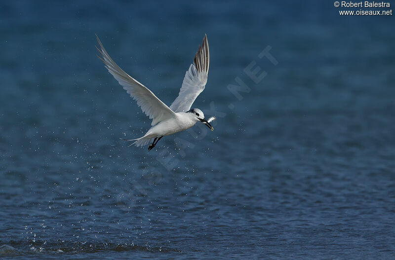 Sandwich Tern