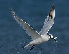 Sandwich Tern