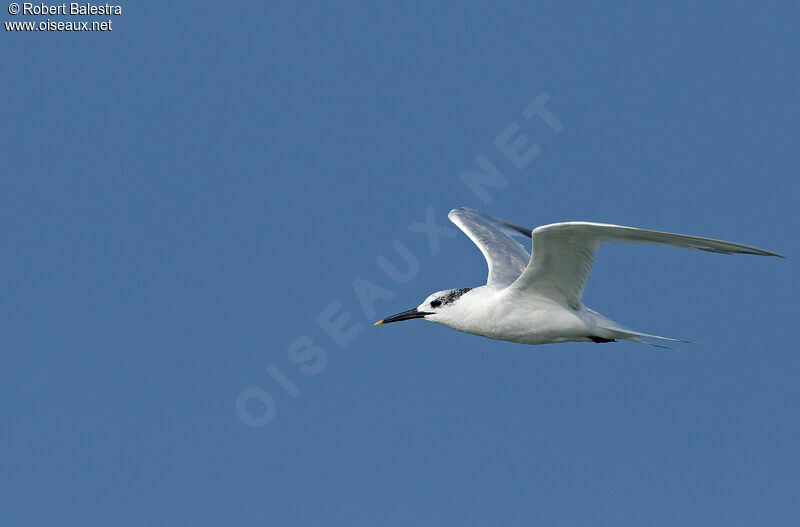 Sandwich Tern