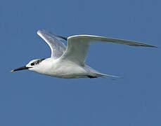 Sandwich Tern