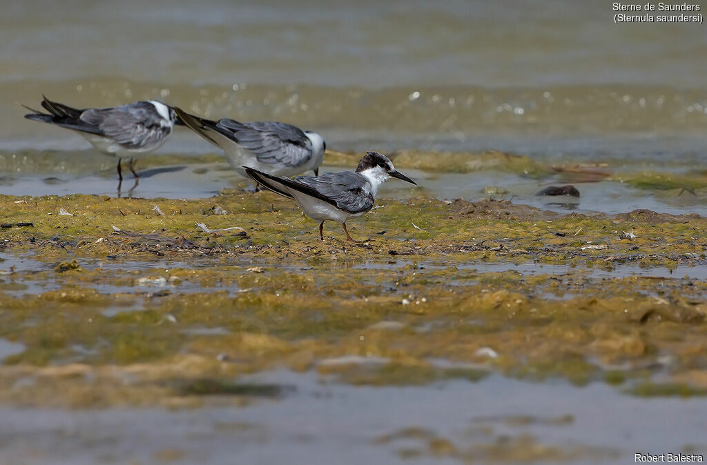 Saunders's Tern