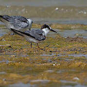 Saunders's Tern