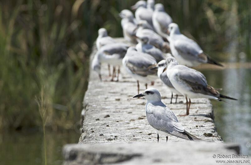 Gull-billed Tern