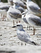 Gull-billed Tern