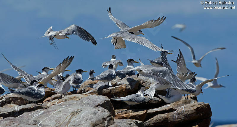 Greater Crested Tern