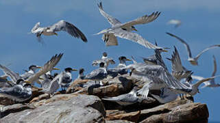 Greater Crested Tern