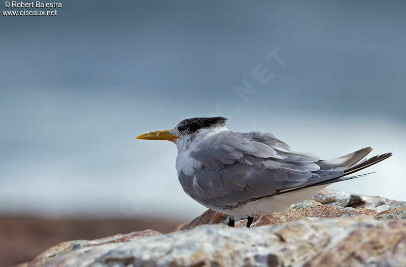 Greater Crested Ternadult