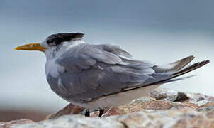 Greater Crested Tern