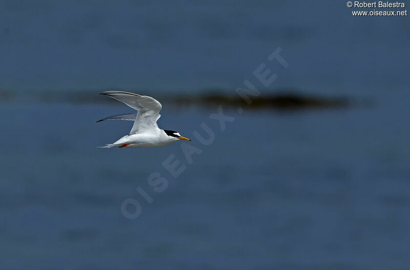 Little Tern