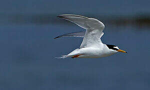 Little Tern