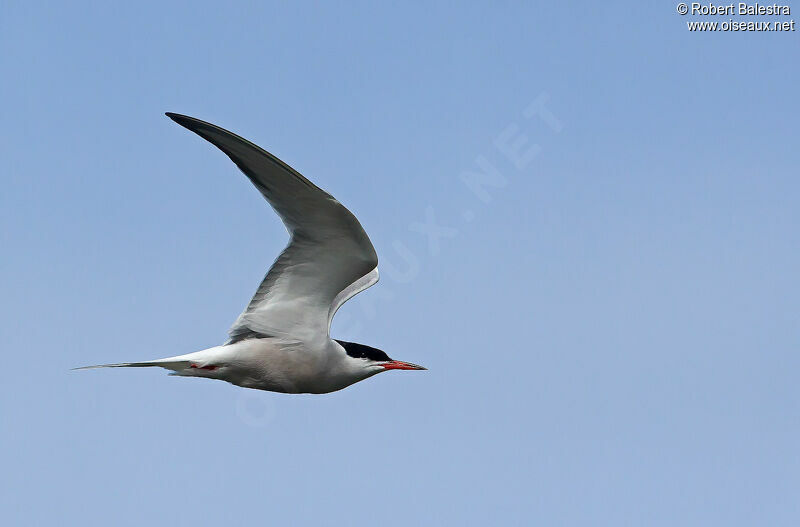 Common Tern