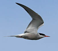 Common Tern