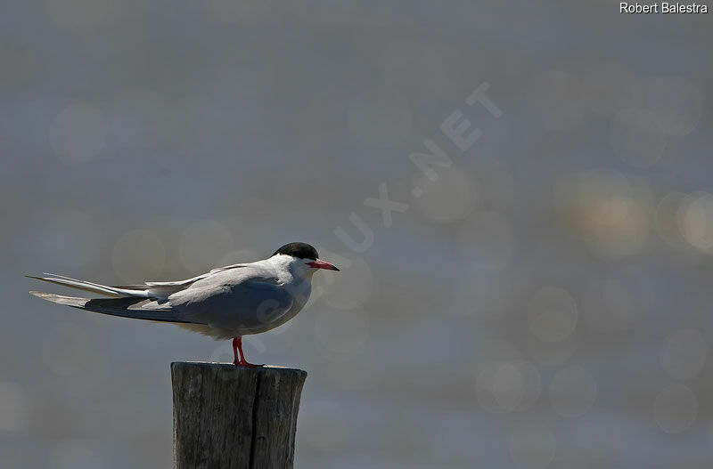 Common Tern