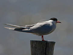 Common Tern