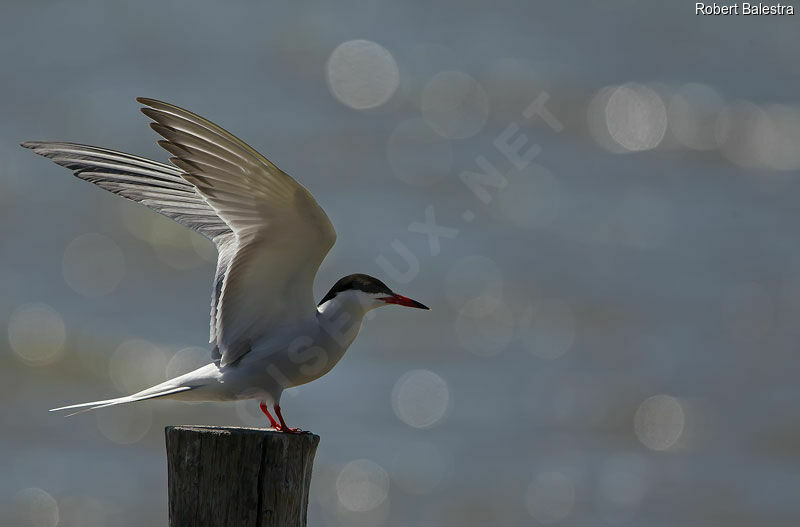 Common Tern