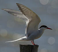 Common Tern