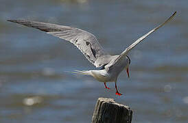 Common Tern