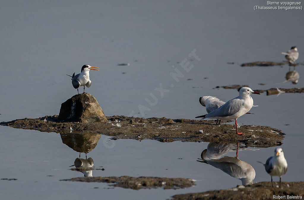 Lesser Crested Tern