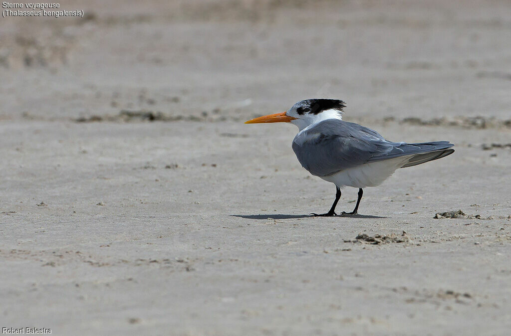 Lesser Crested Tern