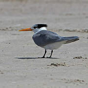 Lesser Crested Tern