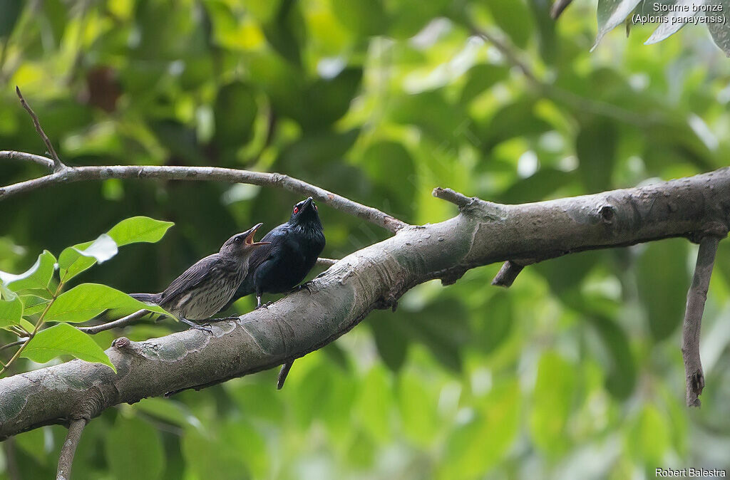 Asian Glossy Starling