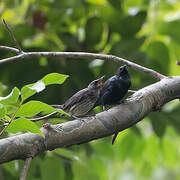 Asian Glossy Starling