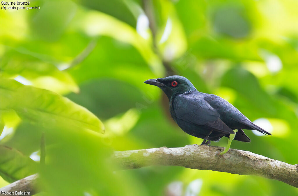 Asian Glossy Starling