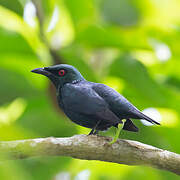 Asian Glossy Starling