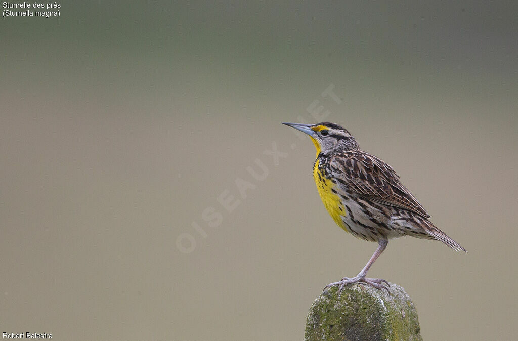 Eastern Meadowlark