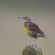 Eastern Meadowlark