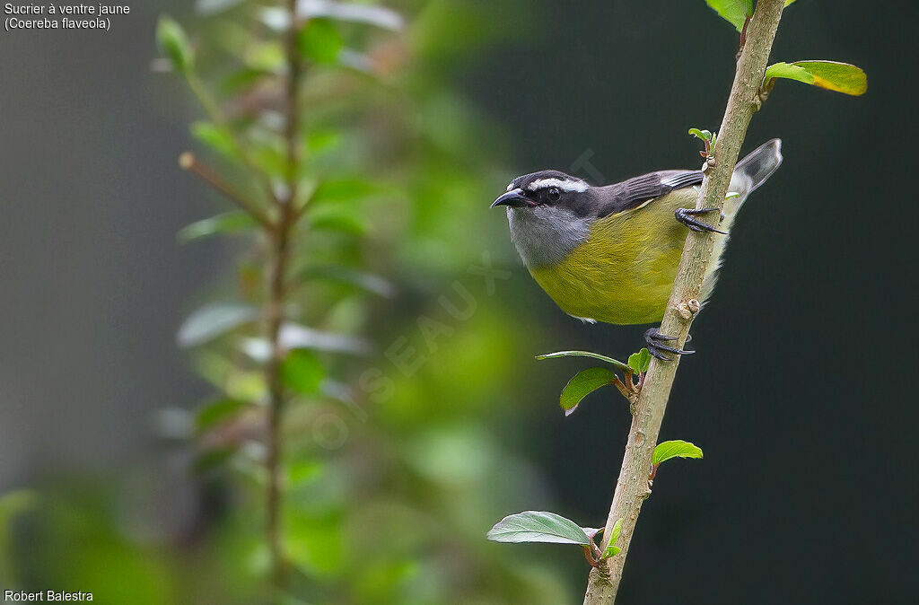 Bananaquit