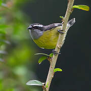 Bananaquit