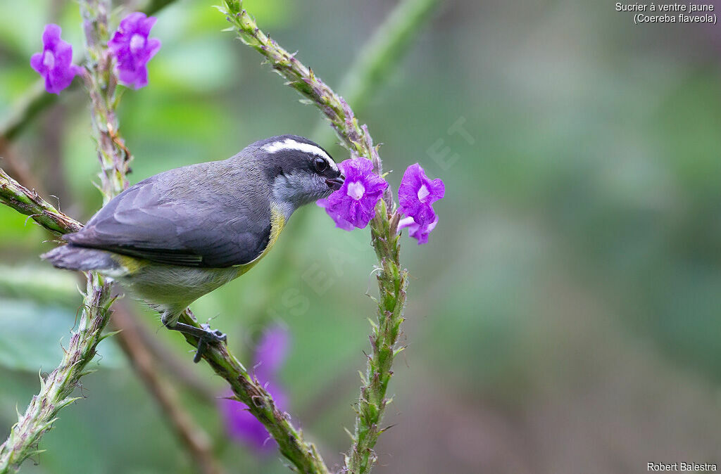 Bananaquit