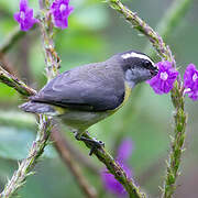 Bananaquit