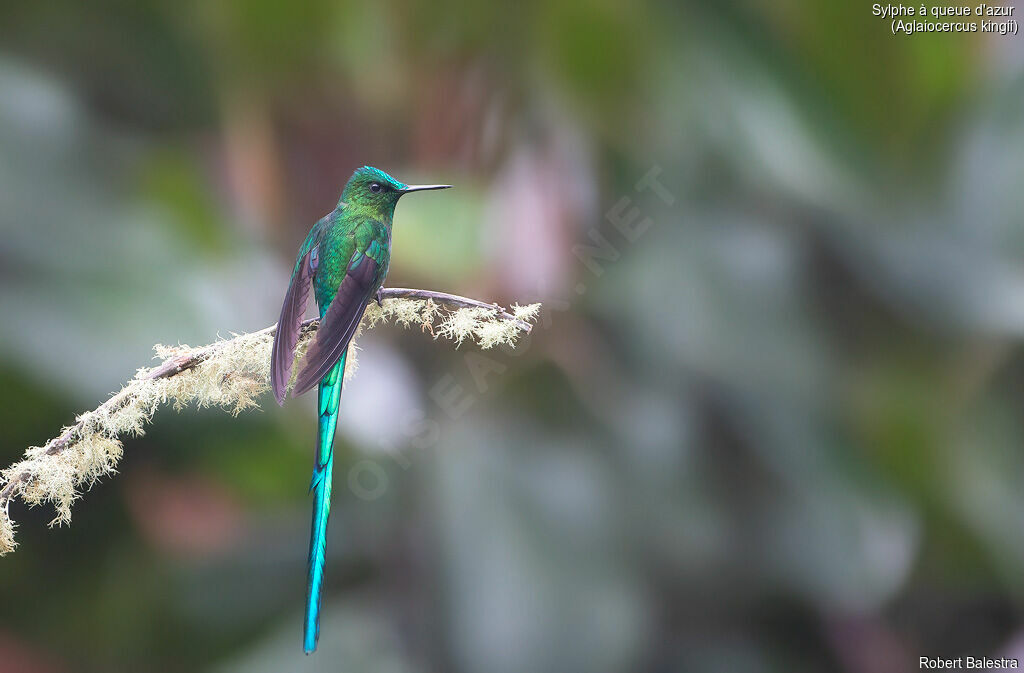 Long-tailed Sylph