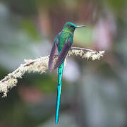 Long-tailed Sylph