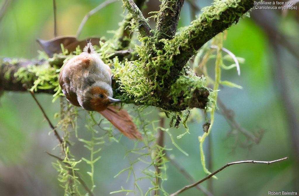 Red-faced Spinetail